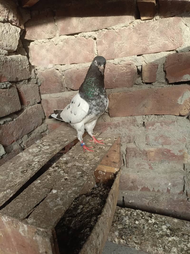 kabootar 10