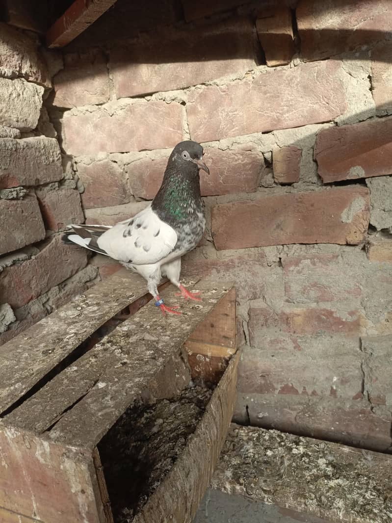 kabootar 11