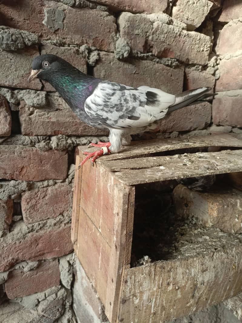 kabootar 14