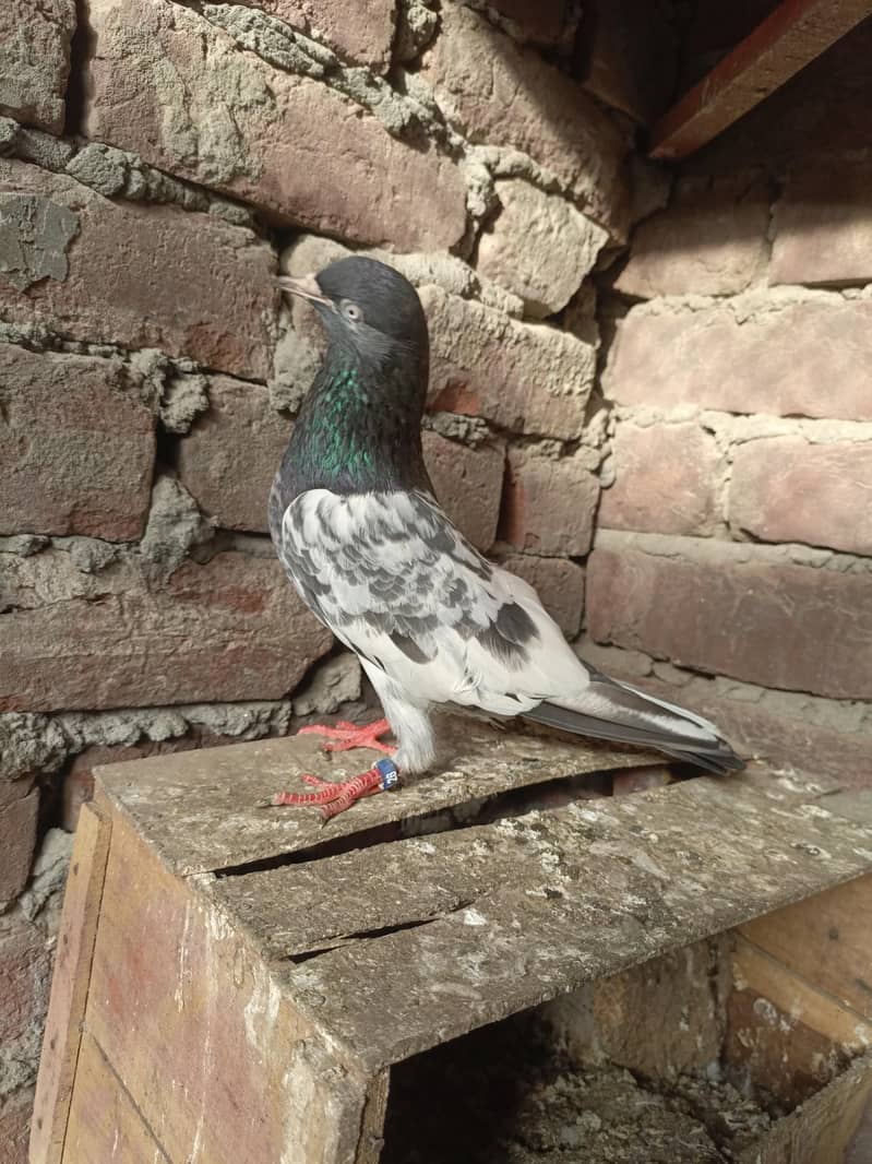 kabootar 15