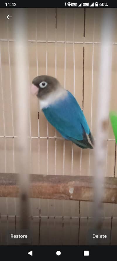 Love Bird