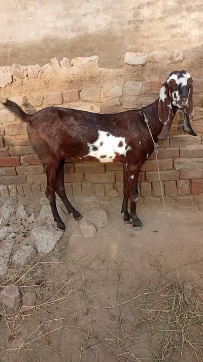 Nagra desi bakri for sale 03426711487