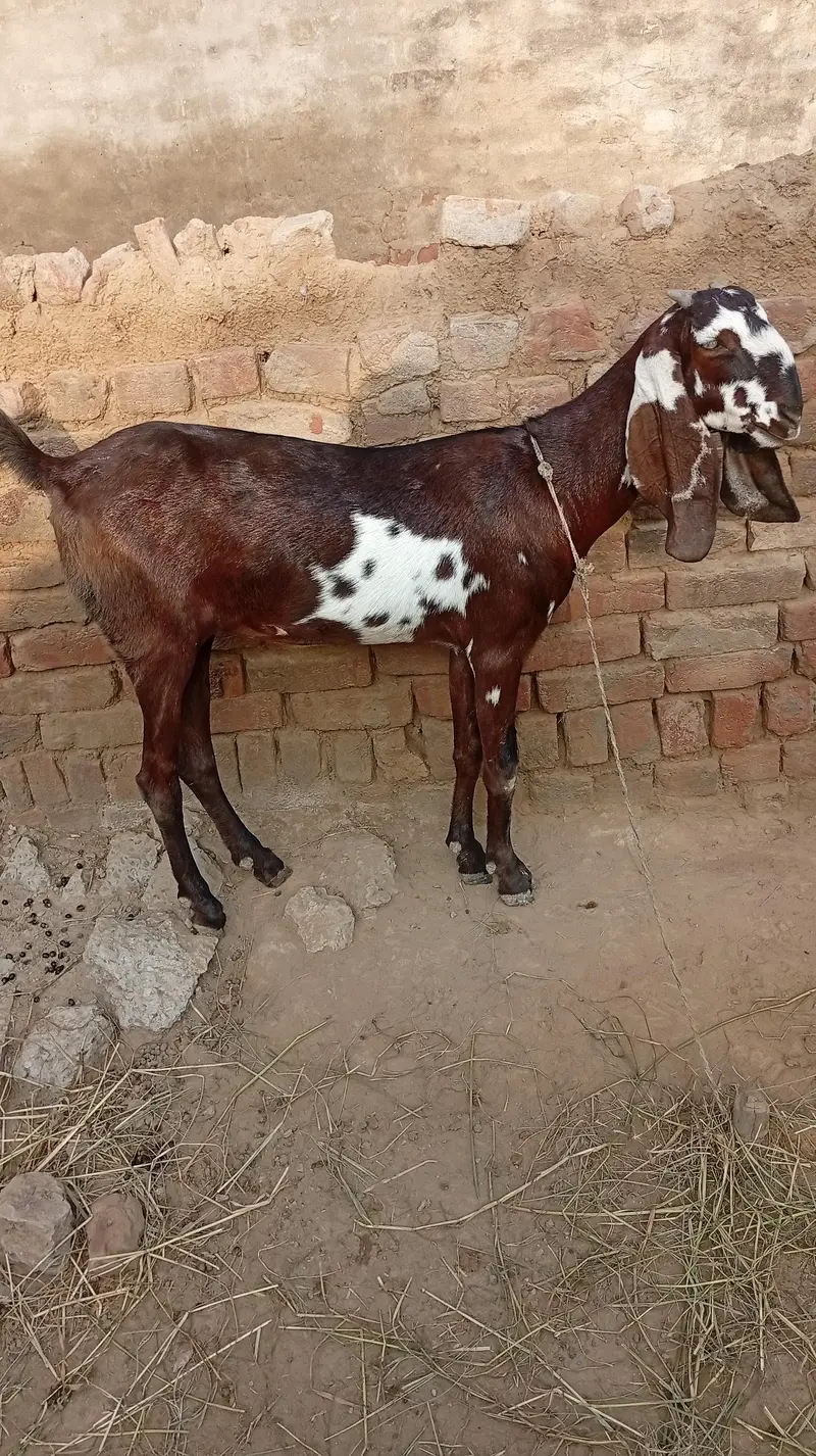 Nagra desi bakri for sale 03426711487 — photo 2