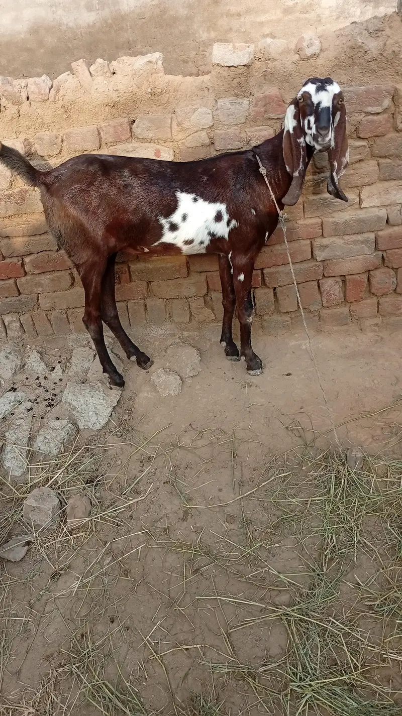 Nagra desi bakri for sale 03426711487 — photo 3