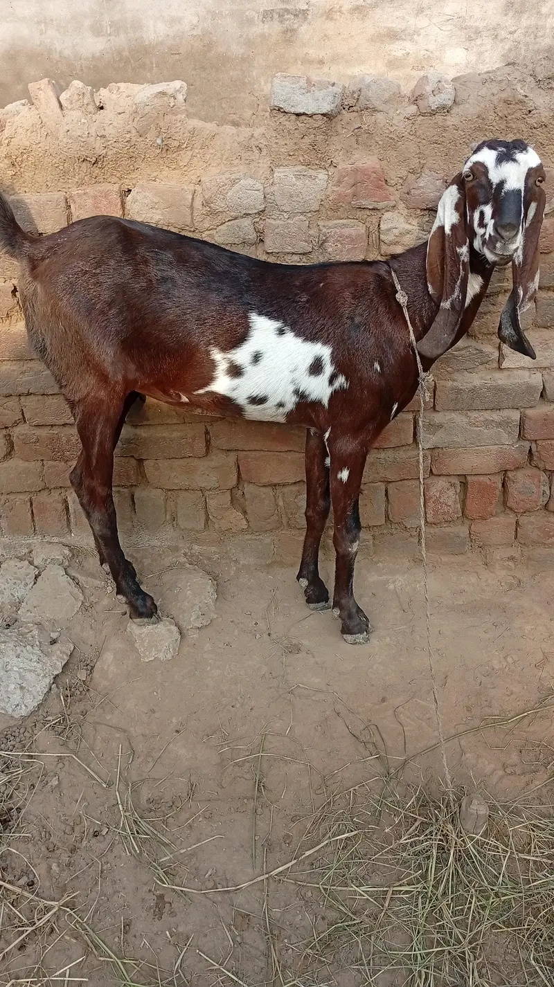 Nagra desi bakri for sale 03426711487 — photo 4