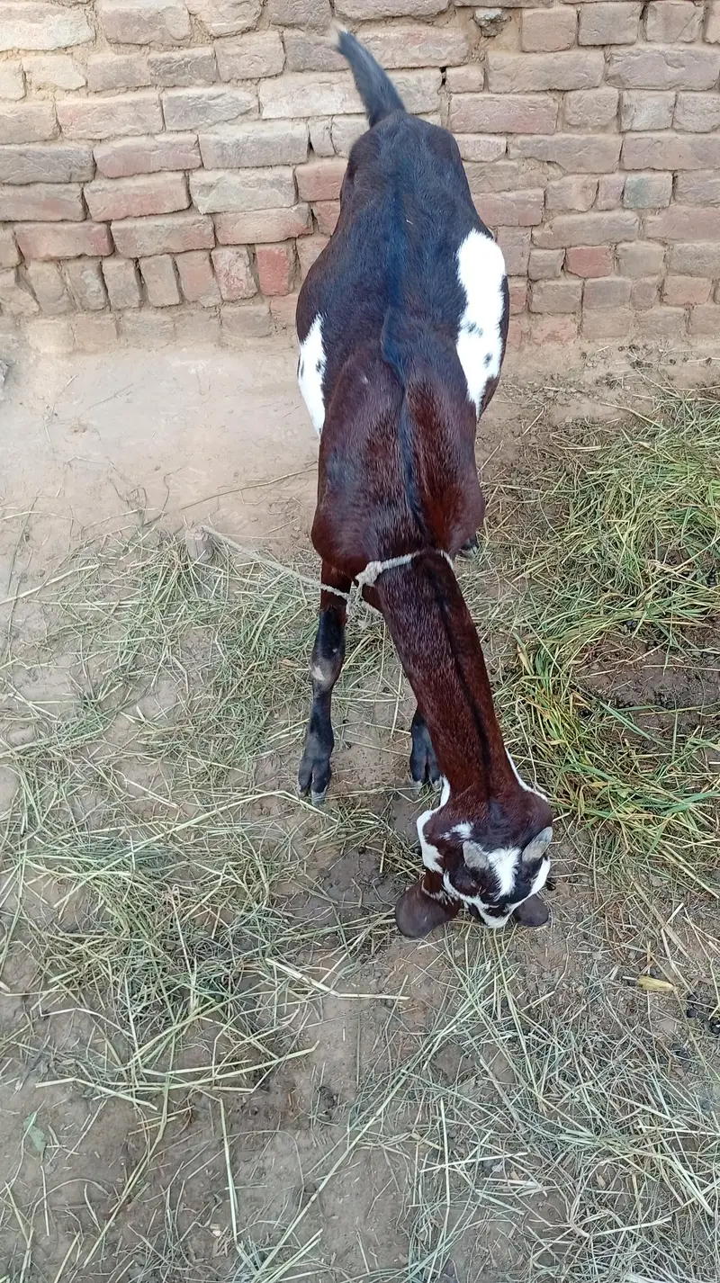 Nagra desi bakri for sale 03426711487 — photo 5