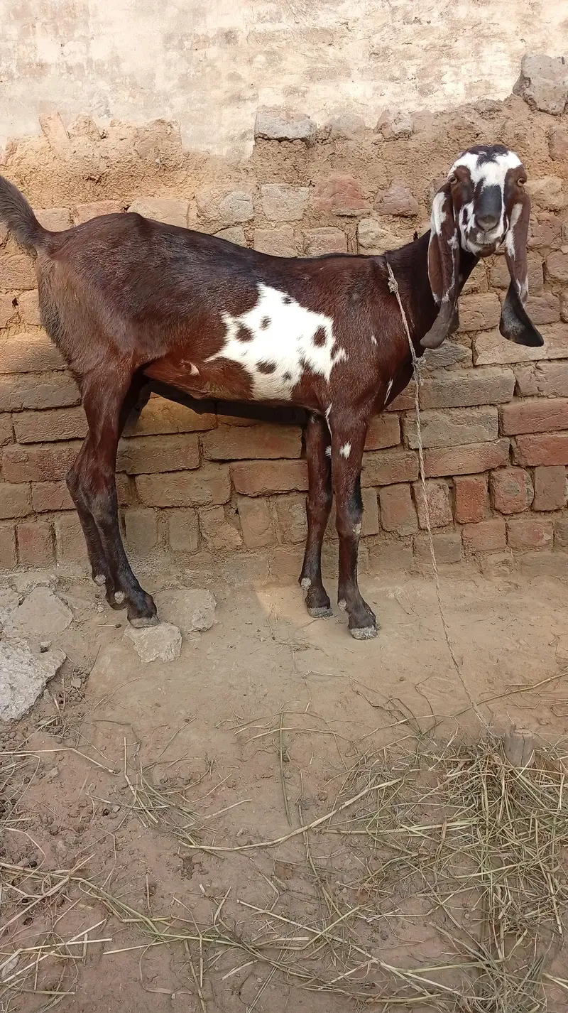 Nagra desi bakri for sale 03426711487 — photo 6