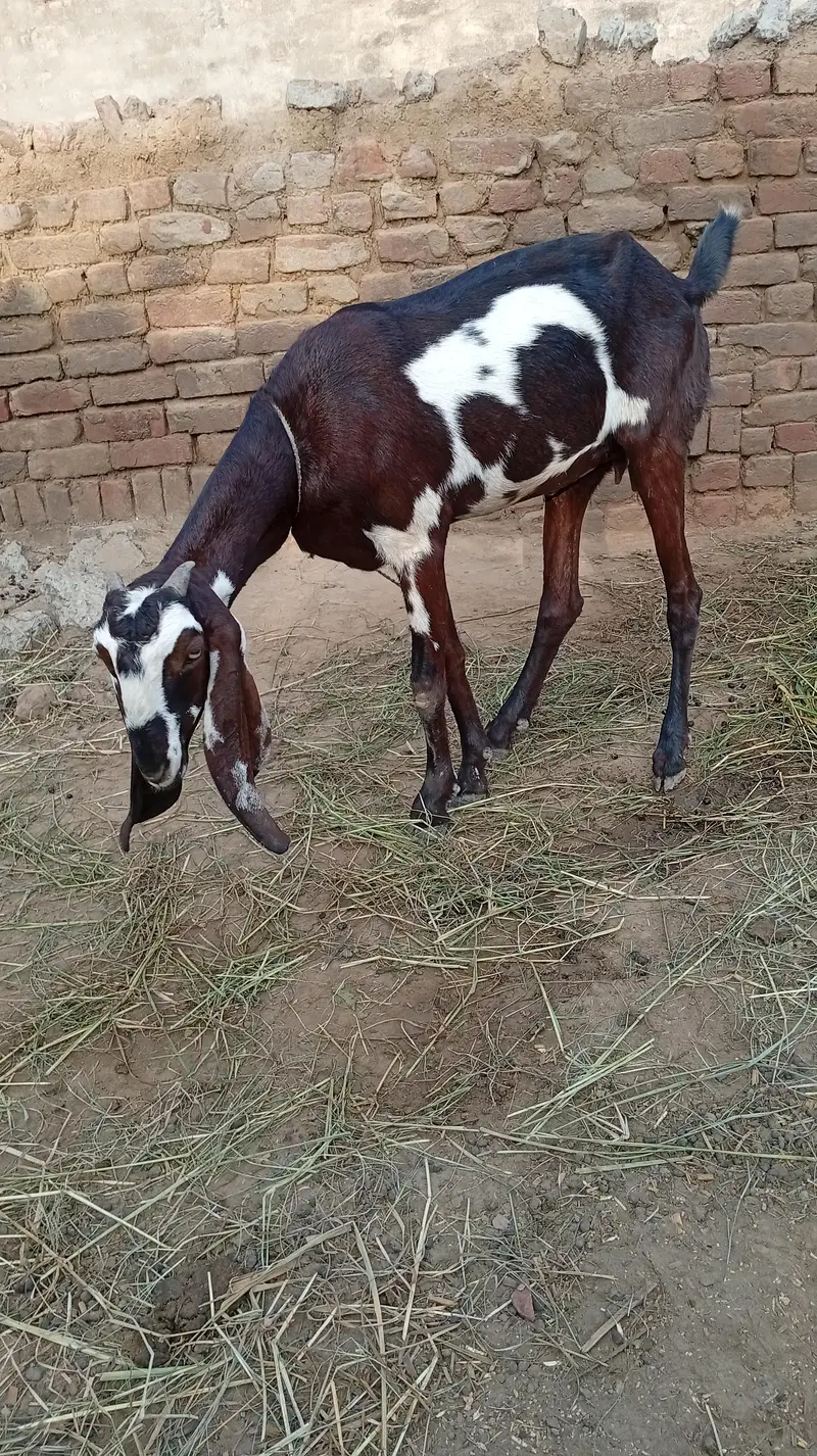Nagra desi bakri for sale 03426711487 — photo 7