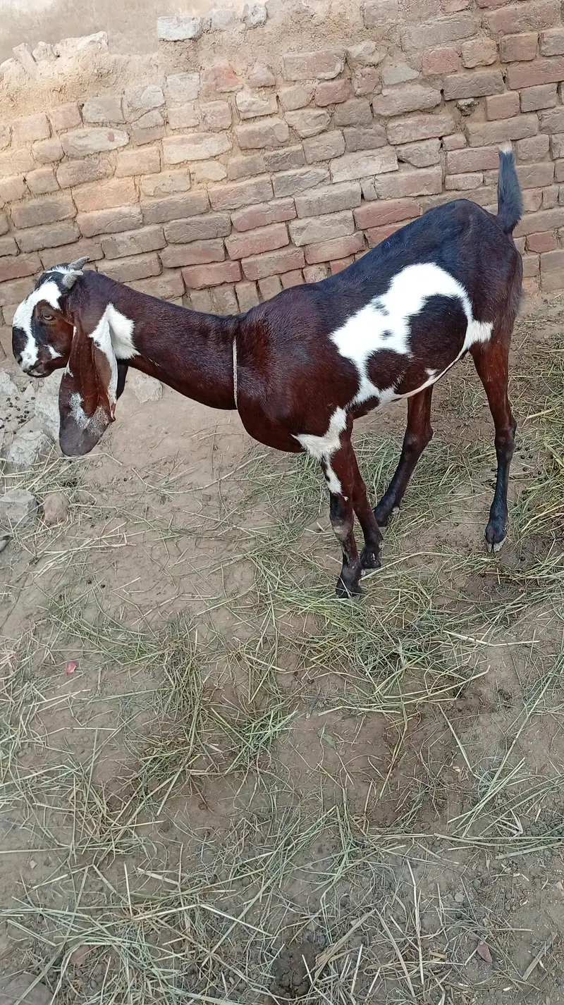Nagra desi bakri for sale 03426711487 — photo 8