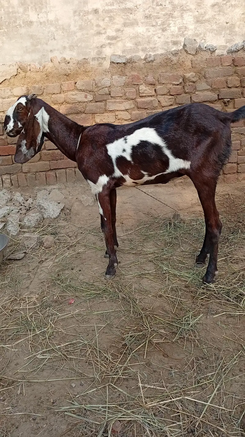 Nagra desi bakri for sale 03426711487 — photo 9