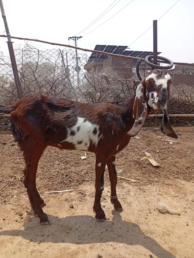 Nagra desi bakri for sale 03426711487 — photo 10