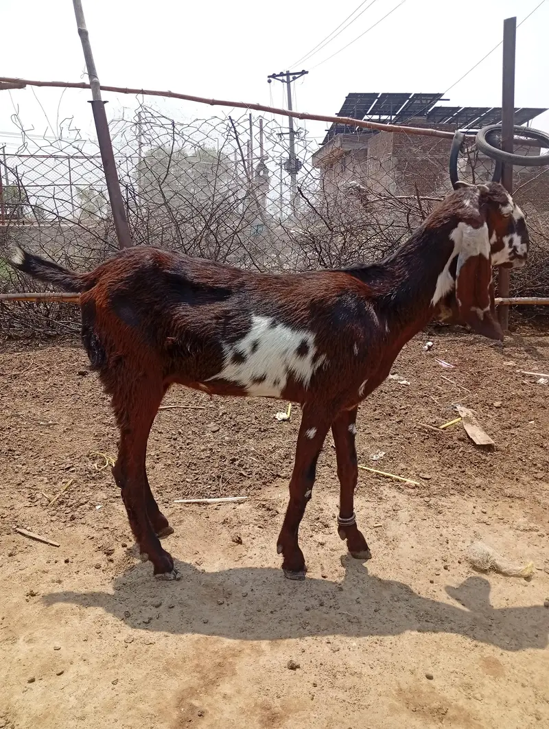 Nagra desi bakri for sale 03426711487 — photo 11