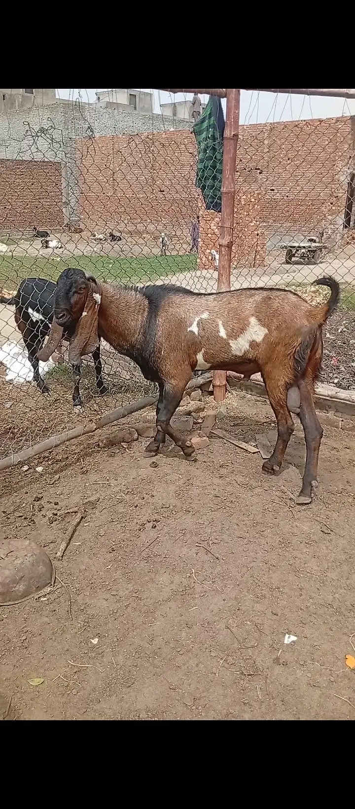 Nagra desi bakri for sale 03426711487 — photo 12