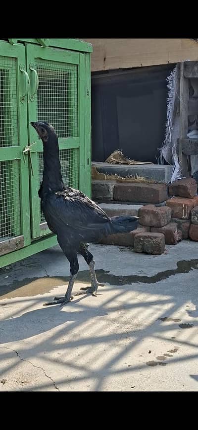 Shamo german