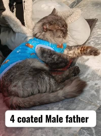 Breeder Male | persain female  | persain cats | kittens | cats