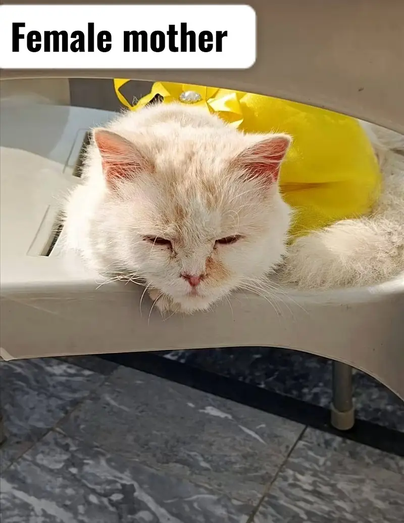 Breeder Male | persain female  | persain cats | kittens | cats — photo 2