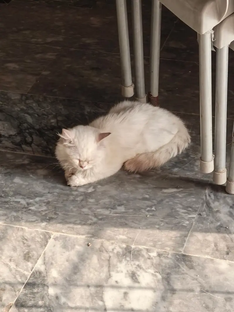 Breeder Male | persain female  | persain cats | kittens | cats — photo 3
