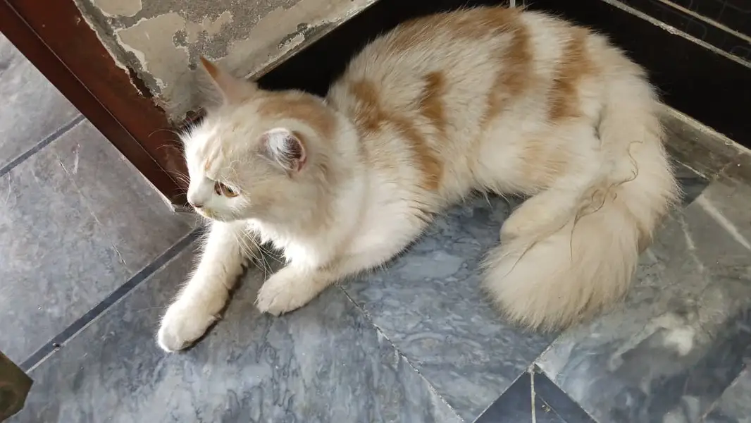Breeder Male | persain female  | persain cats | kittens | cats — photo 4