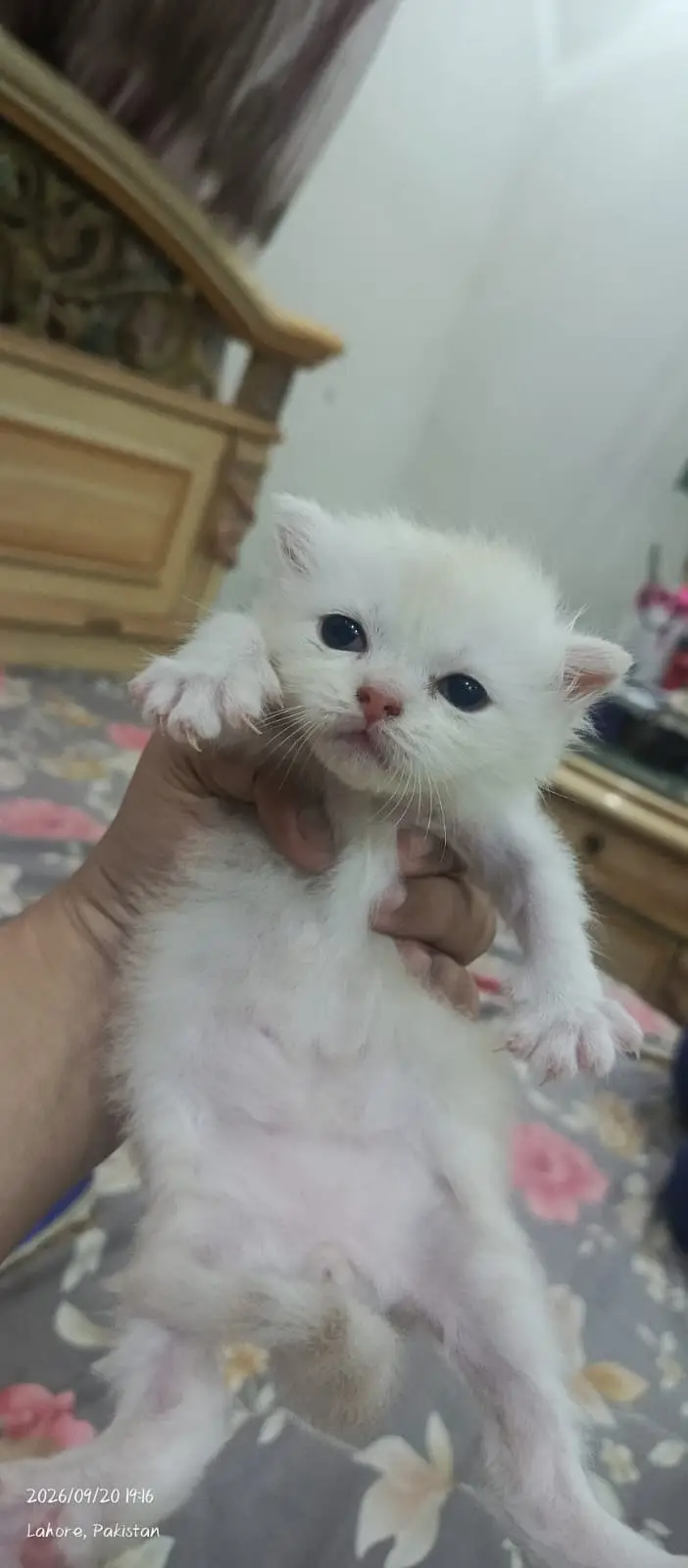 Breeder Male | persain female  | persain cats | kittens | cats — photo 6