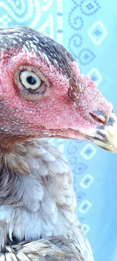Aseel hen for sale