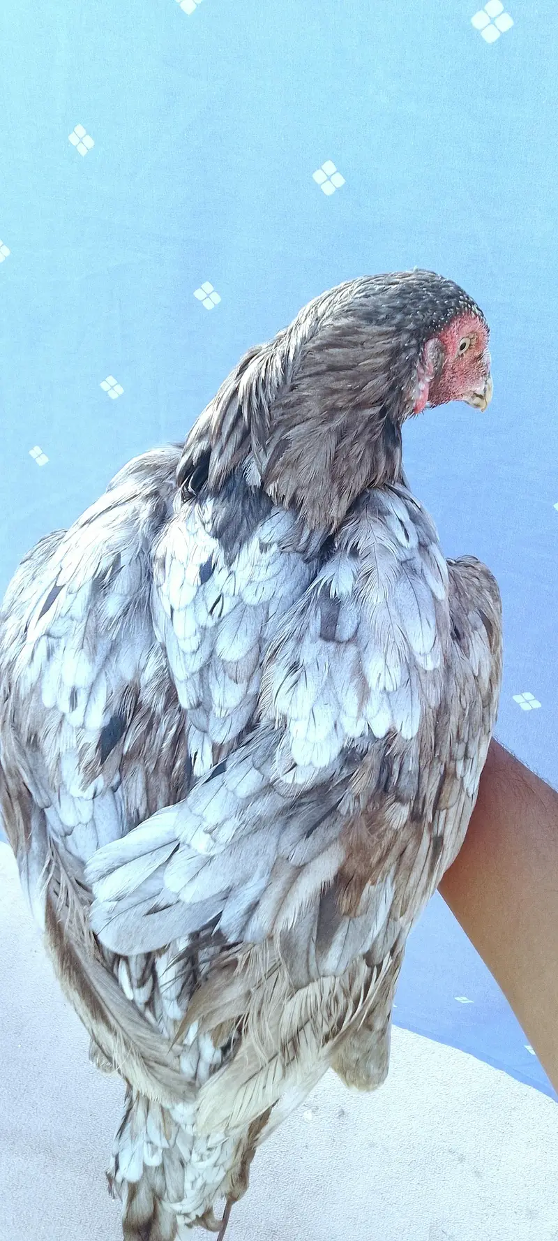 Aseel hen for sale — photo 2