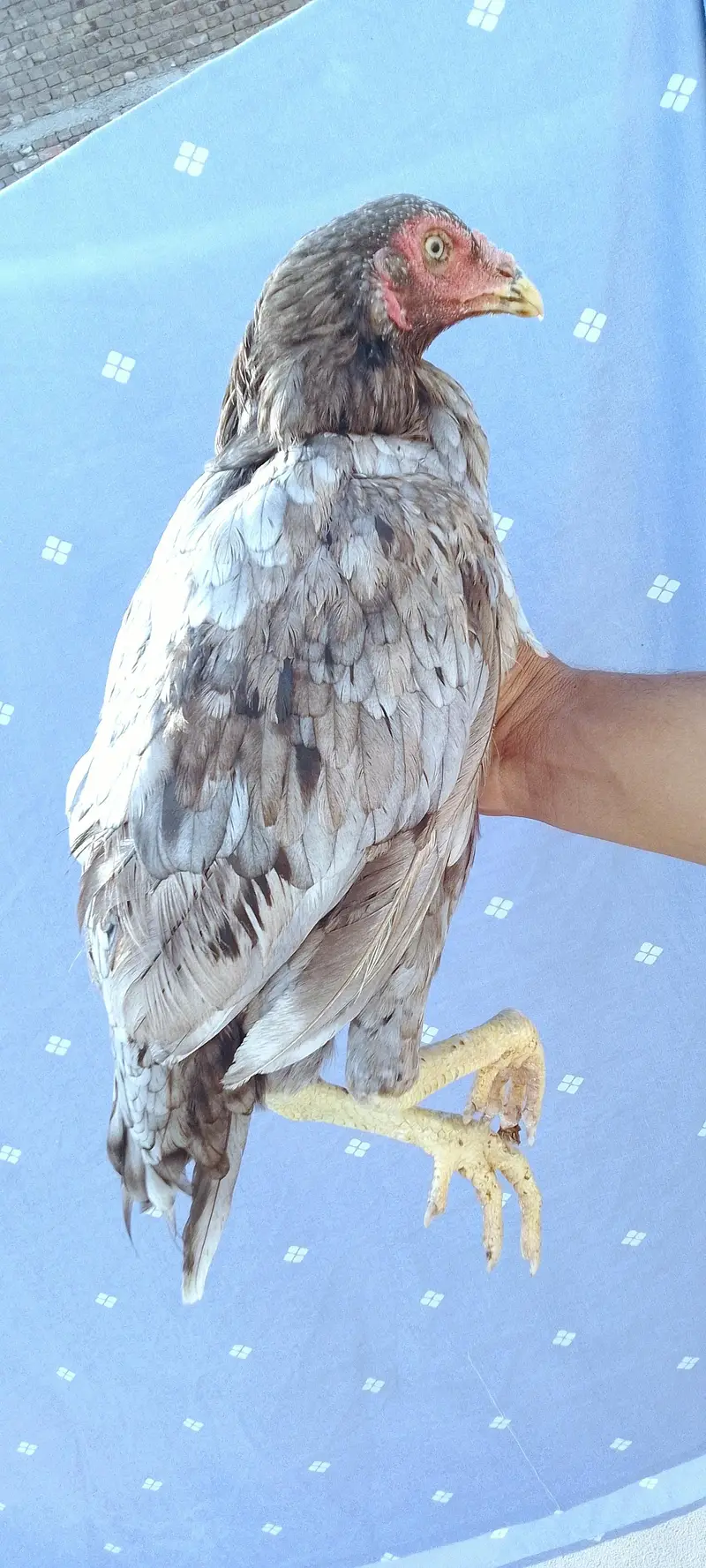 Aseel hen for sale — photo 3