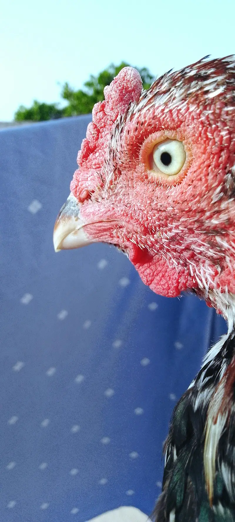 Aseel hen for sale — photo 4