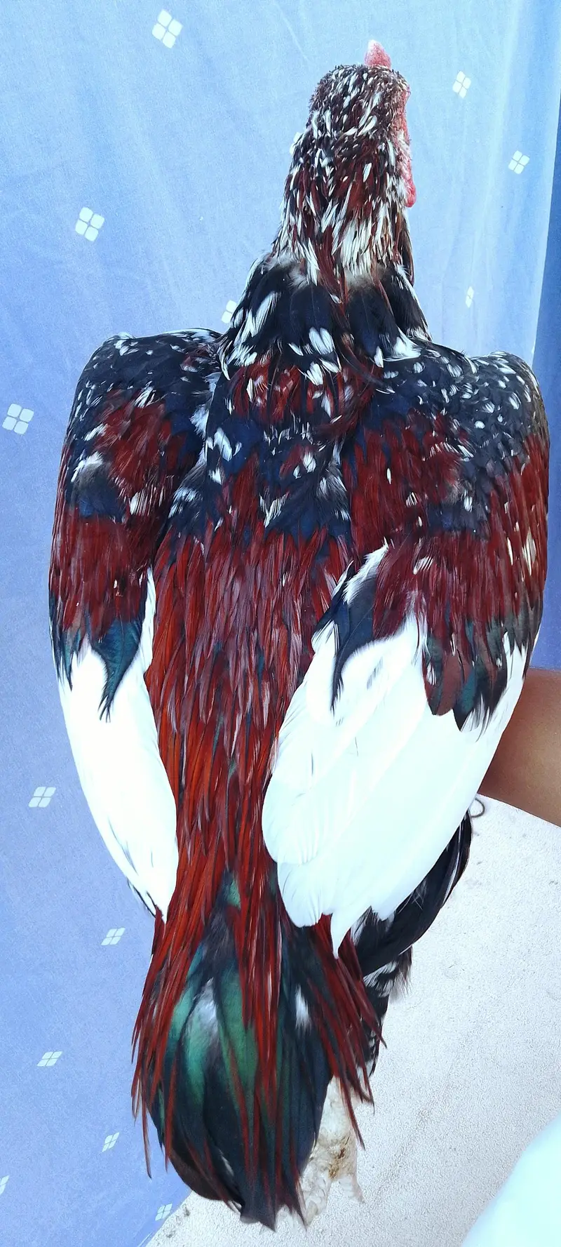 Aseel hen for sale — photo 5