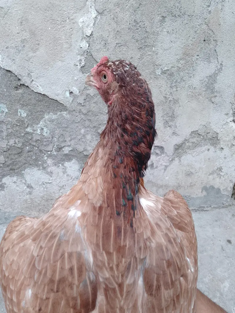 Aseel hen for sale — photo 7