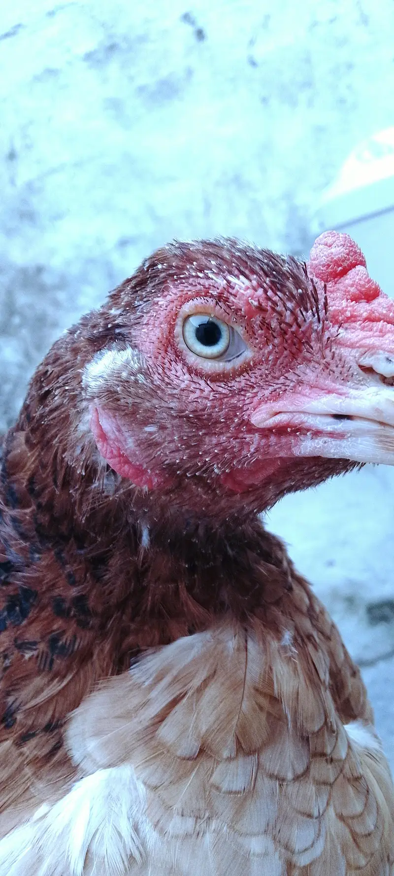Aseel hen for sale — photo 8