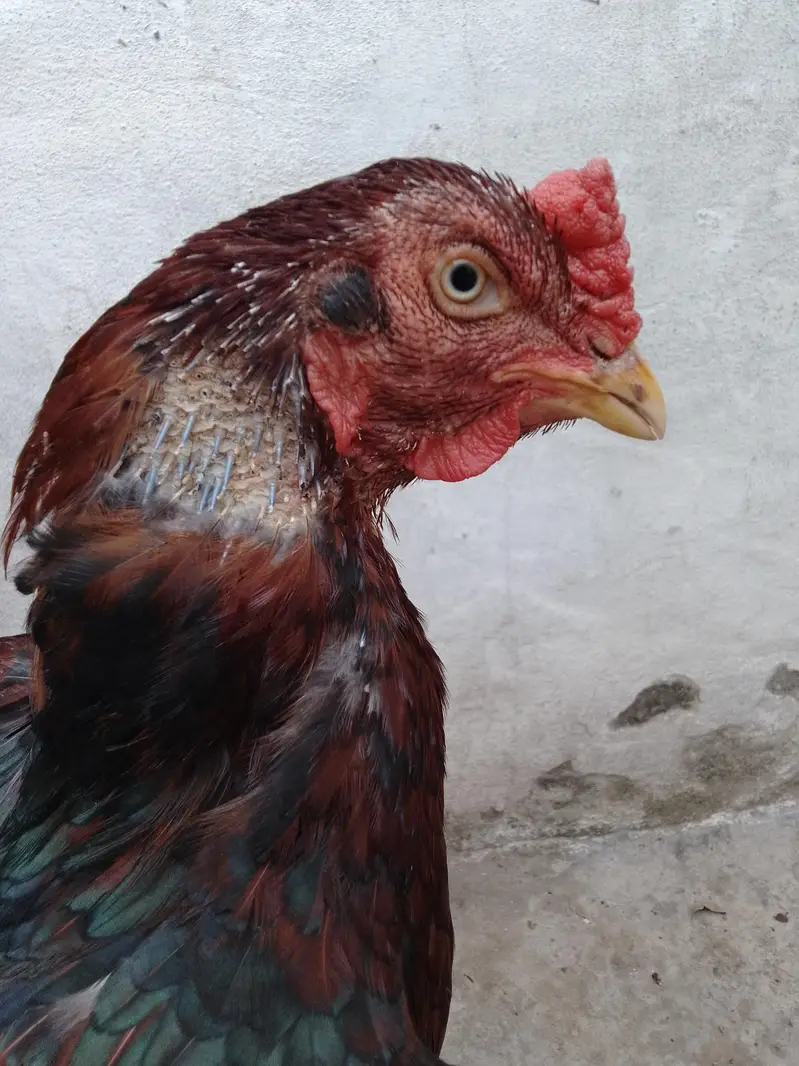 Aseel hen for sale — photo 9