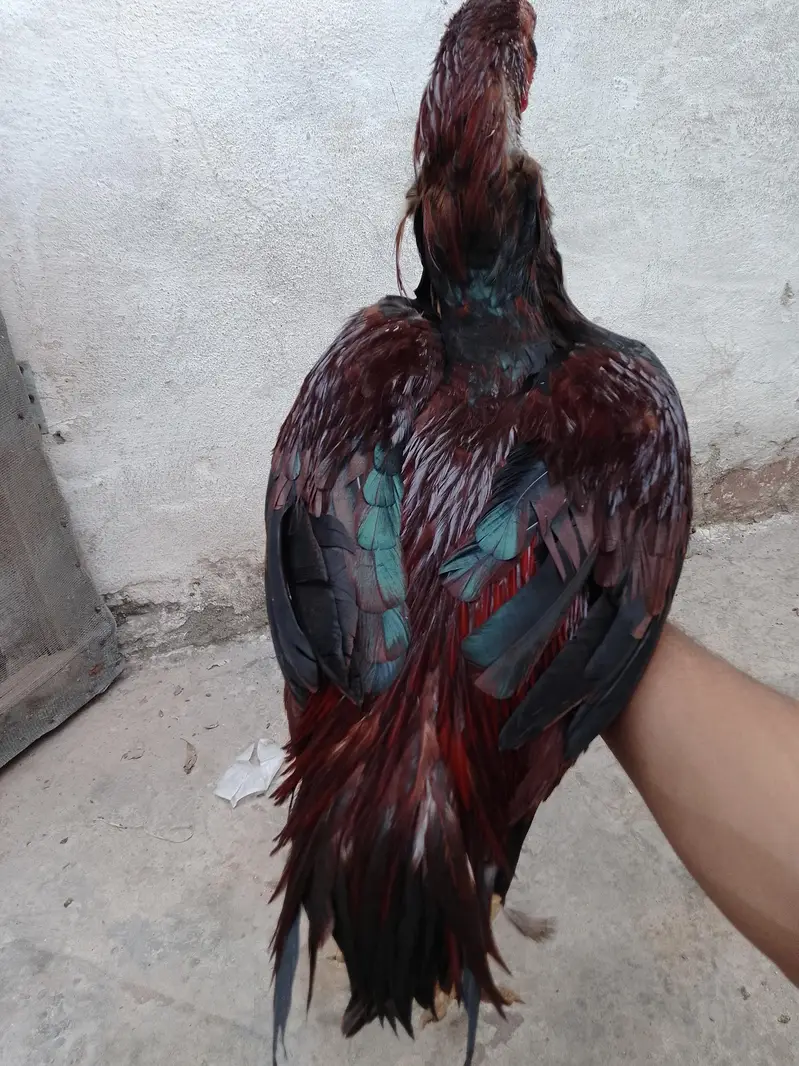 Aseel hen for sale — photo 10