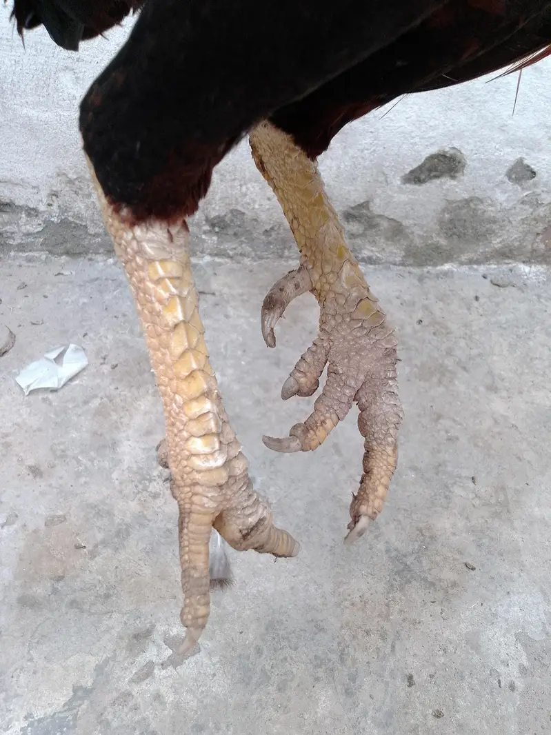 Aseel hen for sale — photo 11