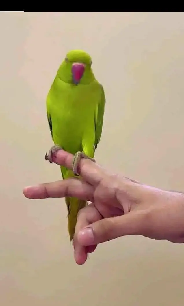 Bajri & green parrot sale Add read please — photo 4