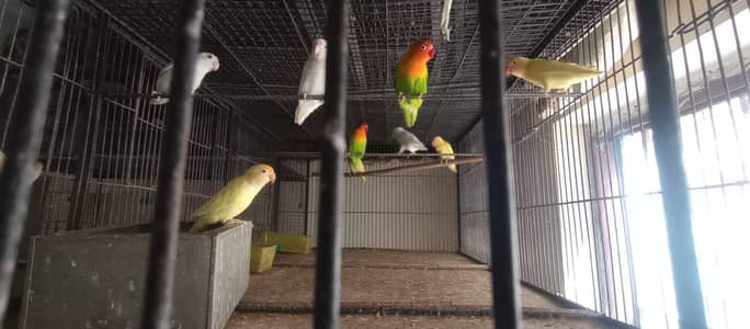 love birds complete setap