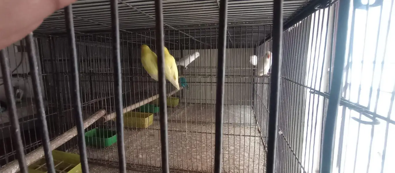love birds complete setup 0311-6649-810 — photo 2