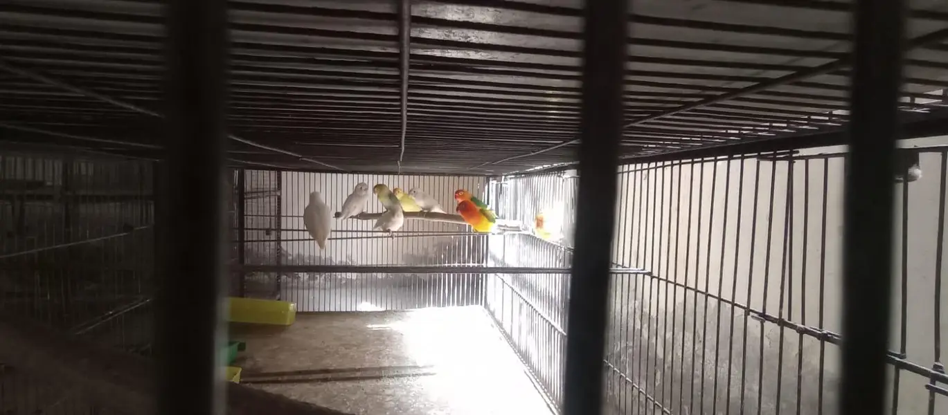 love birds complete setup 0311-6649-810 — photo 3