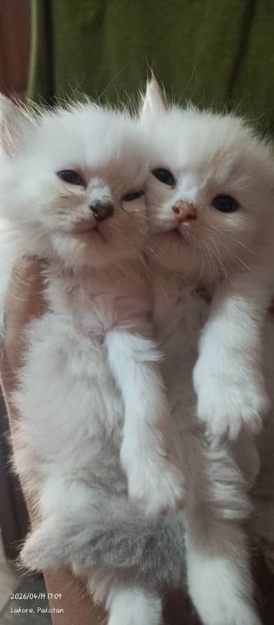 Persain kittens | siamese kittens | kittens |cats | punch face