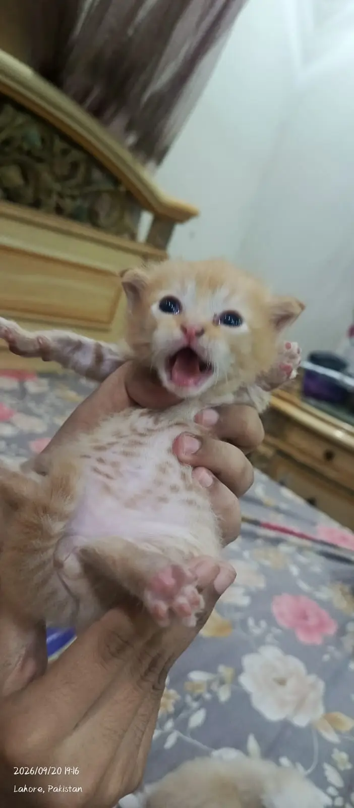Persain kittens | siamese kittens | kittens |cats | punch face — photo 4