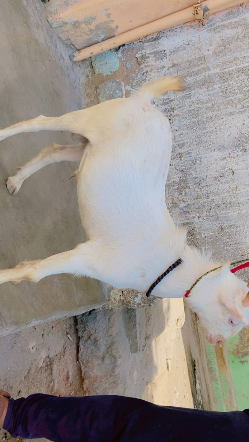 Taddy bakra 0