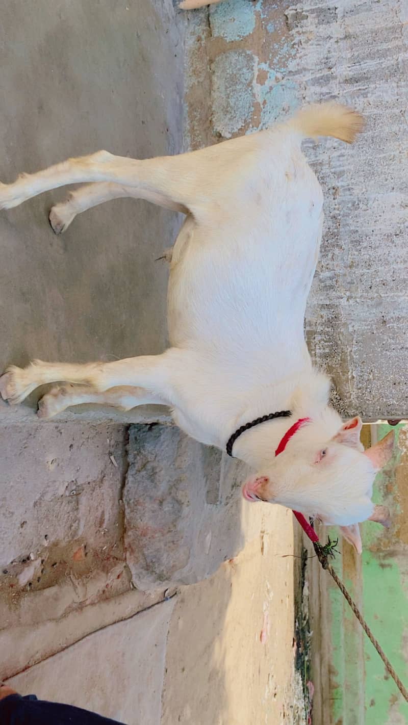 Taddy bakra 1
