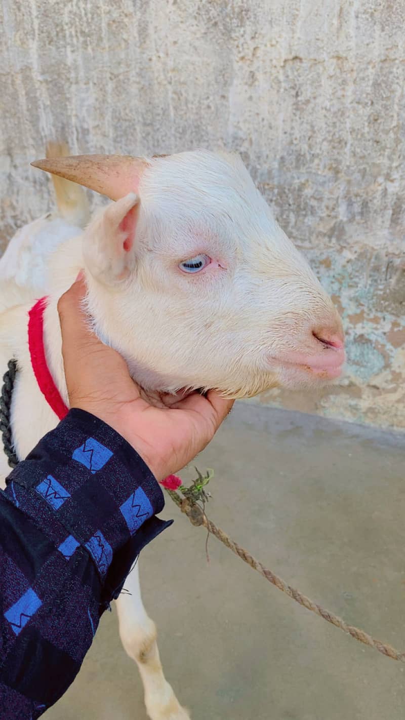 Taddy bakra 2