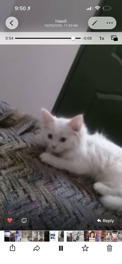 Persian cat