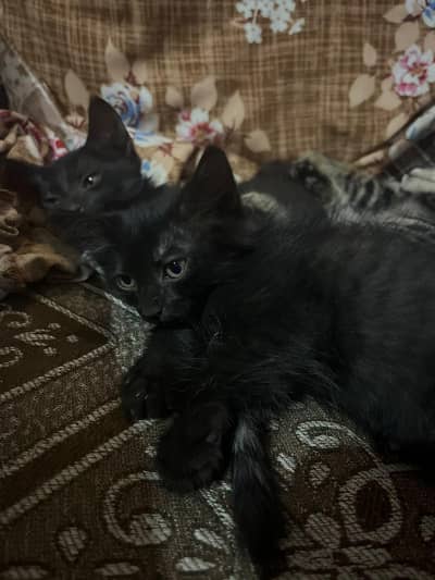 crasyan cat