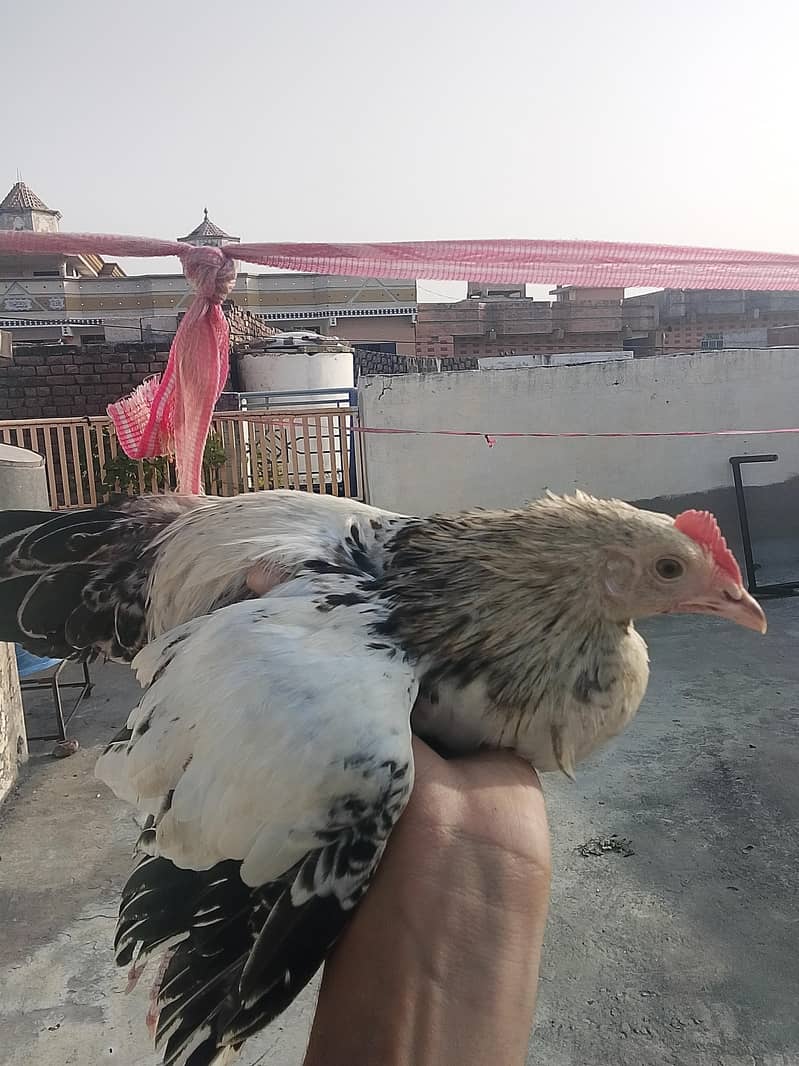 desi Murga 1