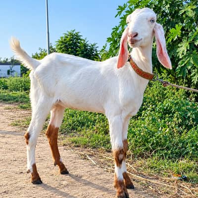 goot bakri 03416206075