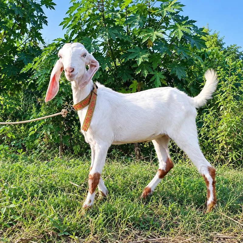goot bakri 03416206075 — photo 2