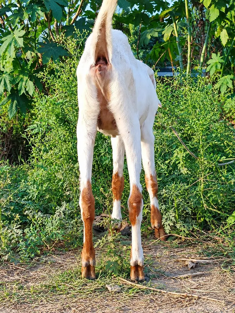 goot bakri 03416206075 — photo 3