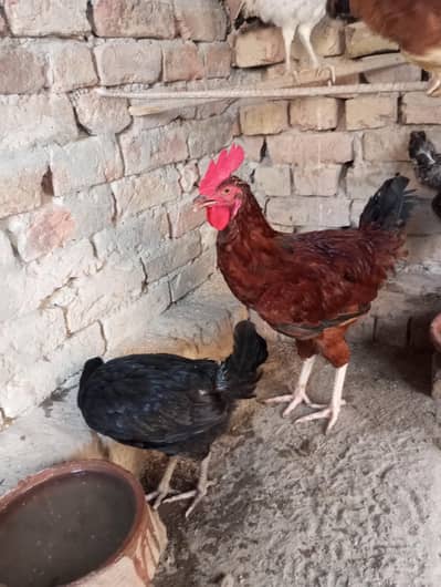 Golden Misri Murgi Murga Available