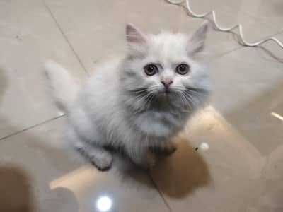 White Persian Kitten – 2.5 Months – Vaccinated + Pet Passport